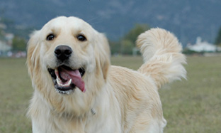 Milyen tápanyagszükségletei vannak az idős kutyáknak?